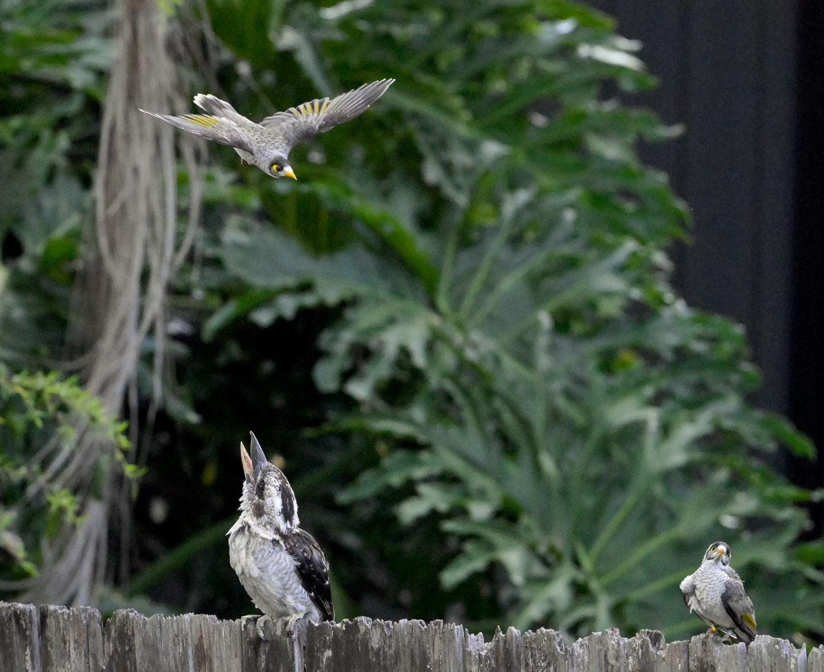 Click image for larger version

Name:	20260207_Kookaburra_0022_Edit.jpg
Views:	18
Size:	277.1 KB
ID:	520210