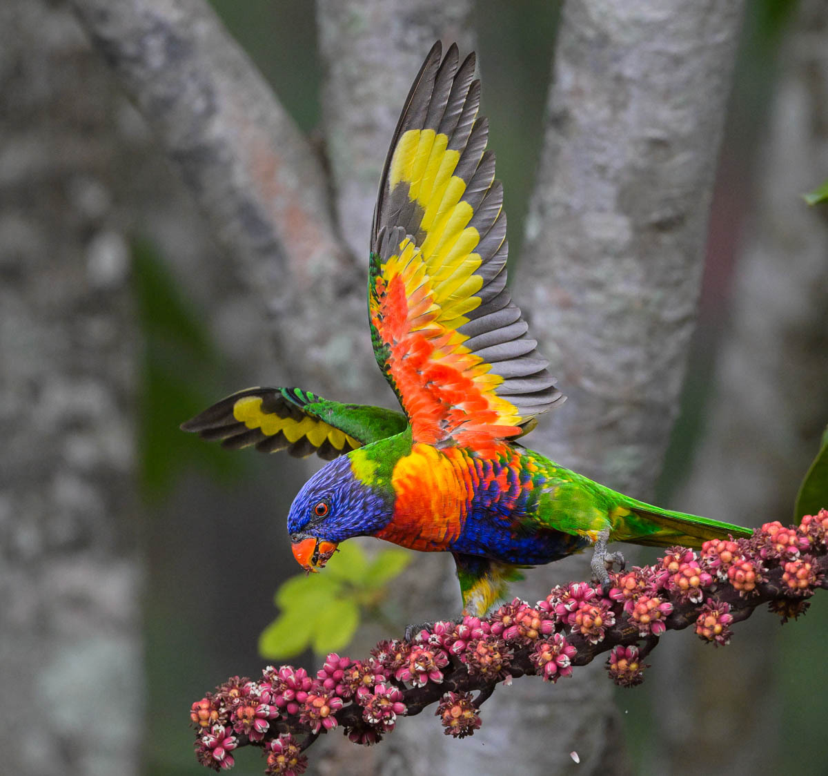 Click image for larger version

Name:	20260208_Umbrella_Tree_0120.jpg
Views:	24
Size:	266.3 KB
ID:	520216