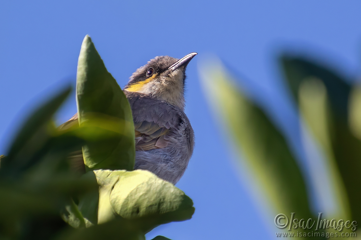 Click image for larger version

Name:	6869-Singing-Honeyeater.jpg
Views:	18
Size:	297.7 KB
ID:	520231