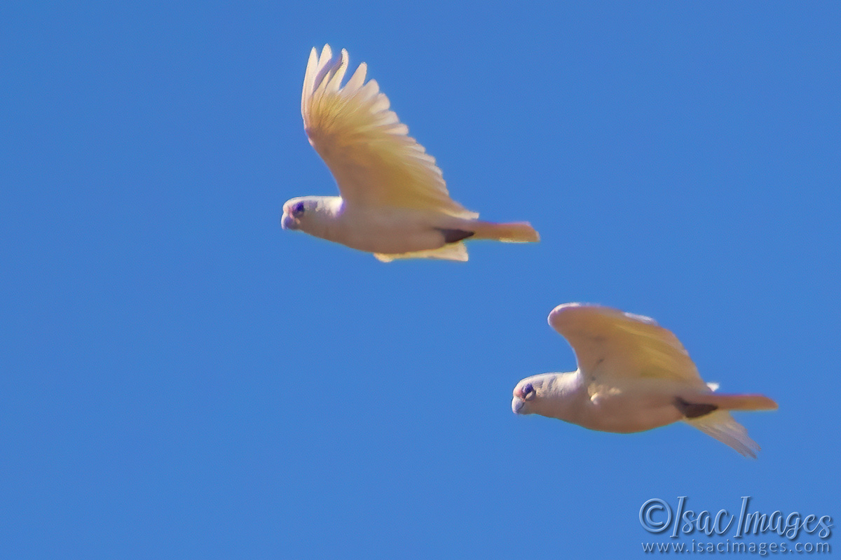 Click image for larger version

Name:	6875-Corellas.jpg
Views:	17
Size:	323.2 KB
ID:	520232