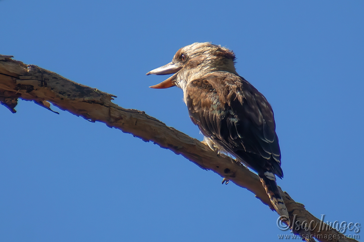 Click image for larger version

Name:	6936-Kookaburra.jpg
Views:	19
Size:	280.4 KB
ID:	520234