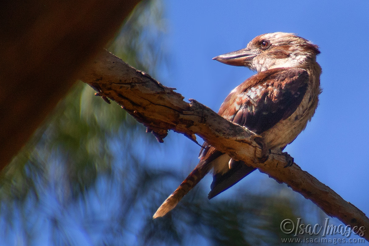 Click image for larger version

Name:	6906-Kookaburra.jpg
Views:	16
Size:	308.3 KB
ID:	520235