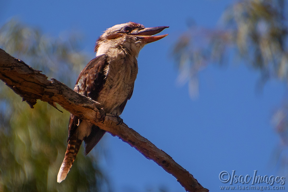 Click image for larger version

Name:	6926-Kookaburra.jpg
Views:	18
Size:	312.9 KB
ID:	520236