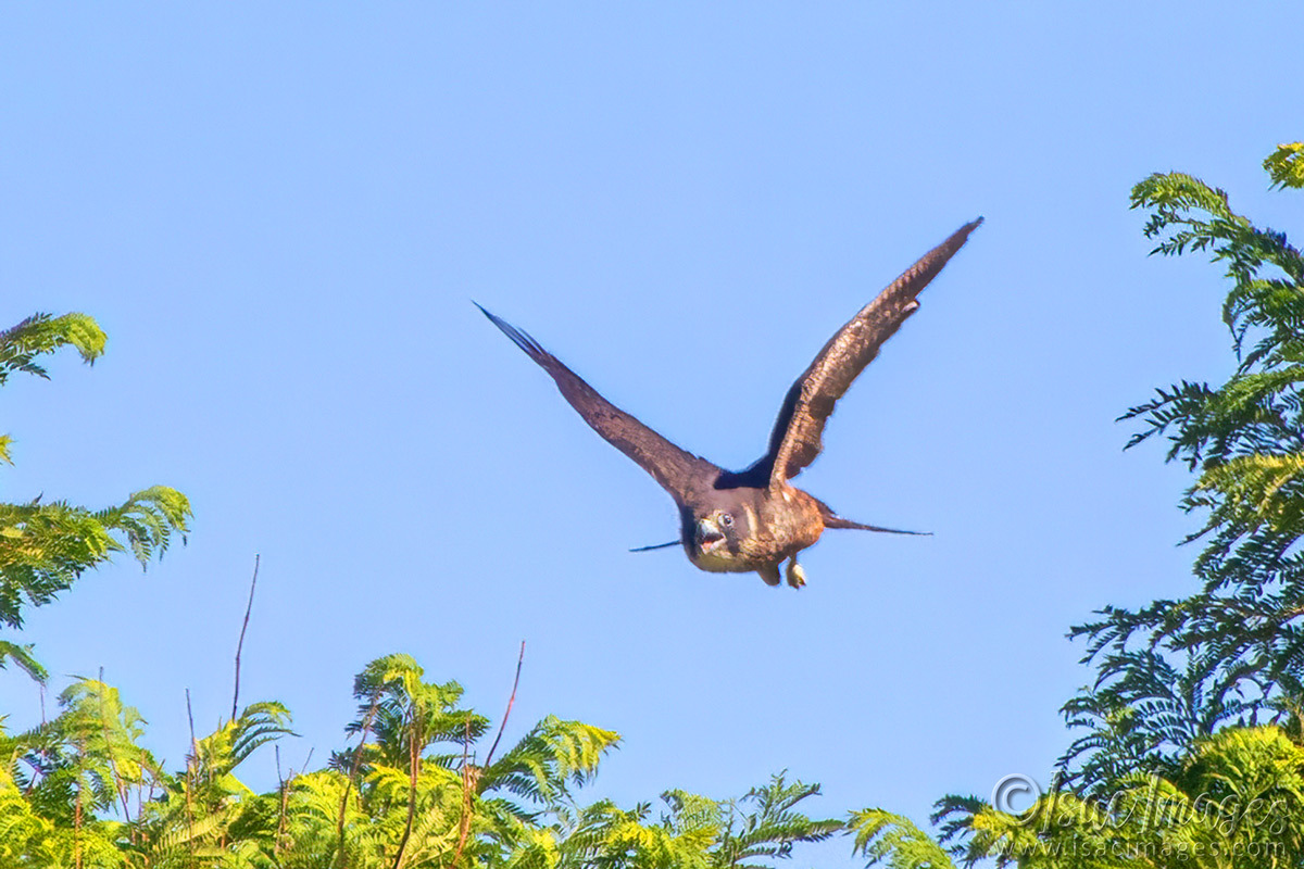 Click image for larger version  Name:	6945-Australian-Hobby.jpg Views:	10 Size:	301.3 KB ID:	520239