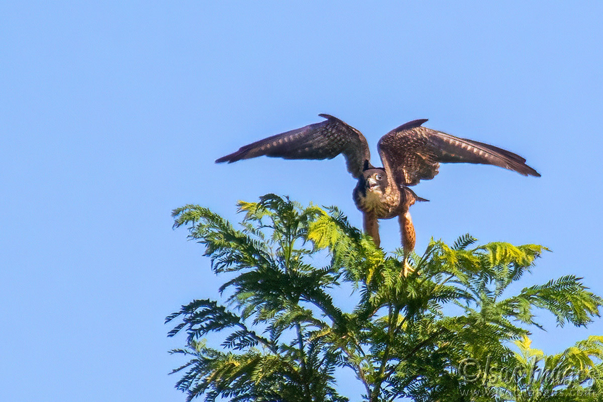 Click image for larger version  Name:	6942-Australian-Hobby.jpg Views:	9 Size:	304.1 KB ID:	520240