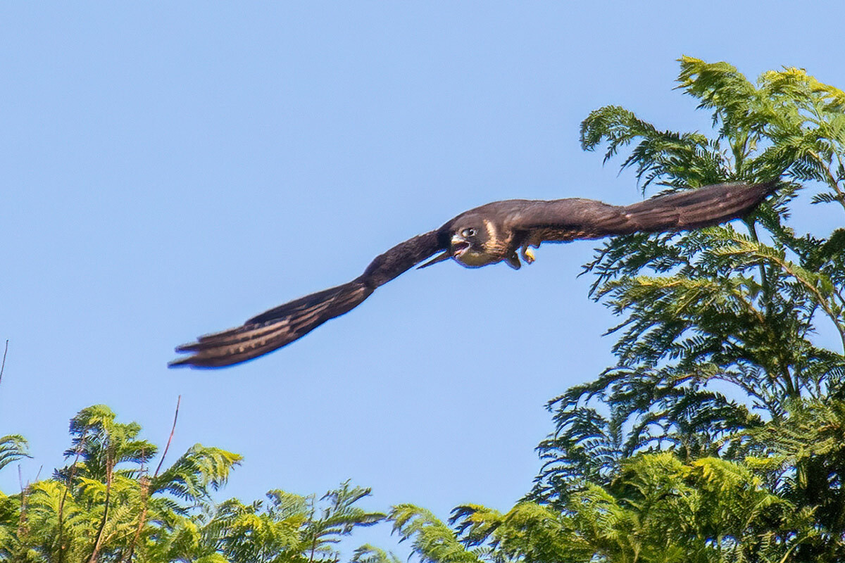 Click image for larger version  Name:	6944-Australian-Hobby.jpg Views:	10 Size:	305.9 KB ID:	520241
