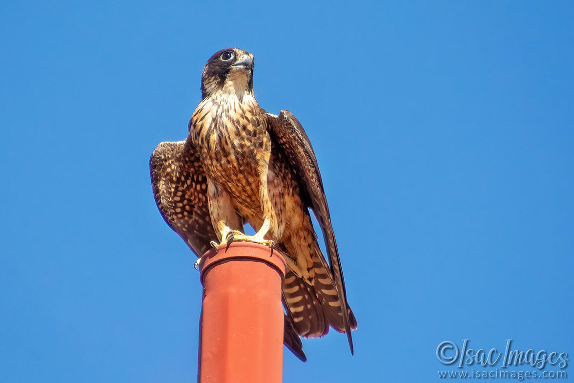 Click image for larger version  Name:	6959-Australian-Hobby-Moon.jpg Views:	12 Size:	78.7 KB ID:	520242