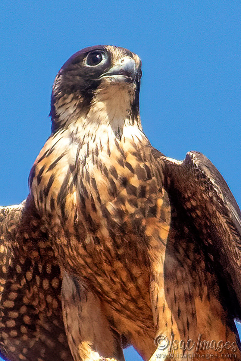 Click image for larger version  Name:	6959-Australian-Hobby.jpg Views:	9 Size:	305.9 KB ID:	520243