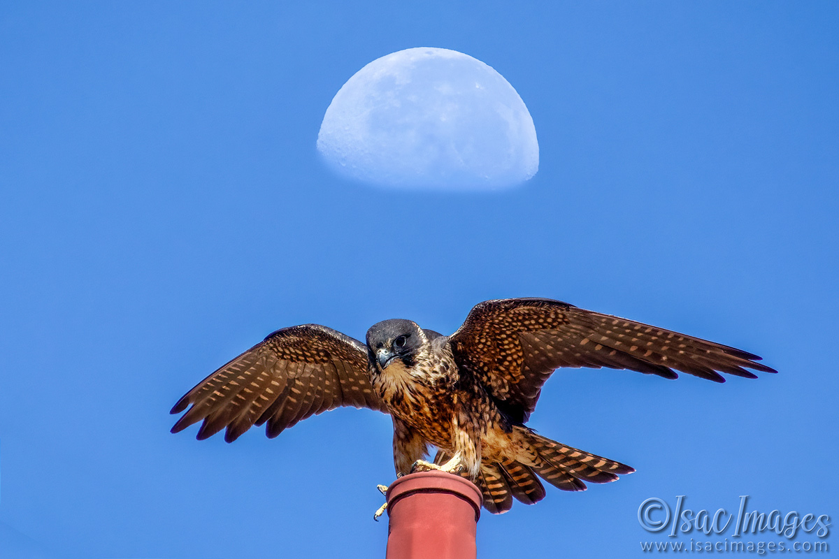 Click image for larger version

Name:	6982-Australian-Hobby-Moon.jpg
Views:	15
Size:	306.7 KB
ID:	520251