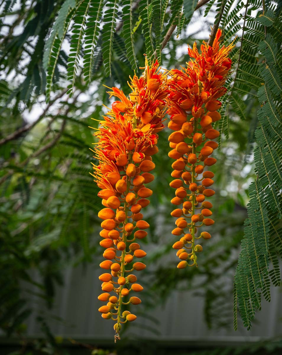 Click image for larger version  Name:	20260301_Umbrella_Tree_0055.jpg Views:	0 Size:	305.7 KB ID:	520463