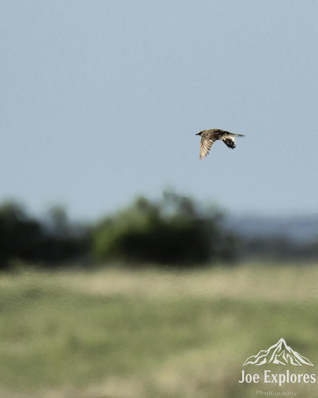 Click image for larger version

Name:	brownsonglarkS.jpg
Views:	17
Size:	32.4 KB
ID:	520514