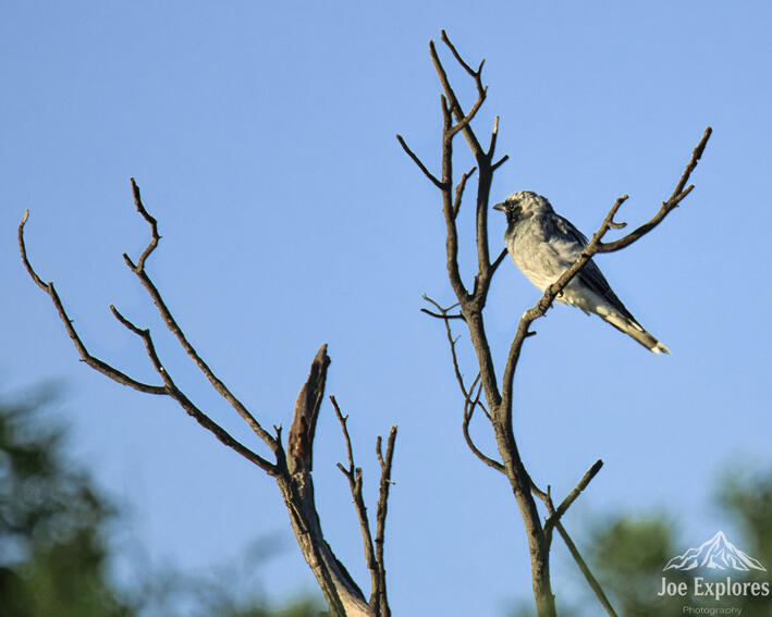 Click image for larger version

Name:	cvoockooshrikeS.jpg
Views:	16
Size:	49.7 KB
ID:	520515