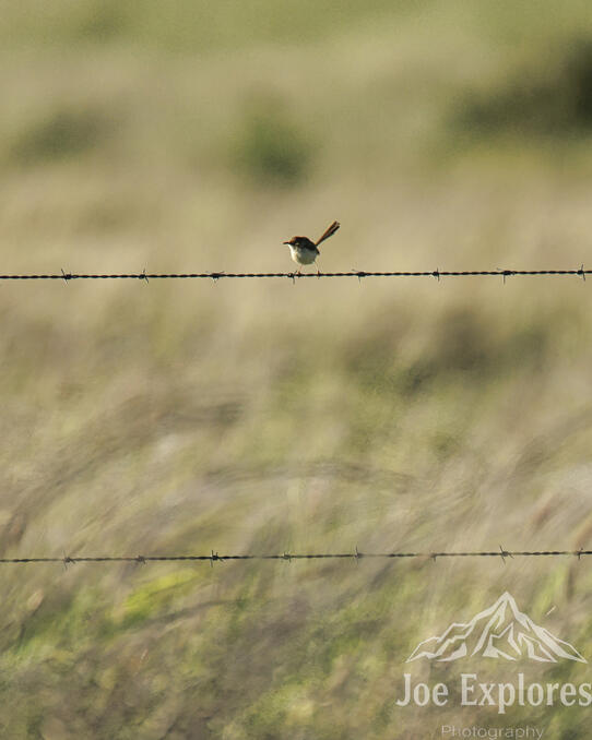 Click image for larger version

Name:	fairywrenS.jpg
Views:	16
Size:	39.4 KB
ID:	520516