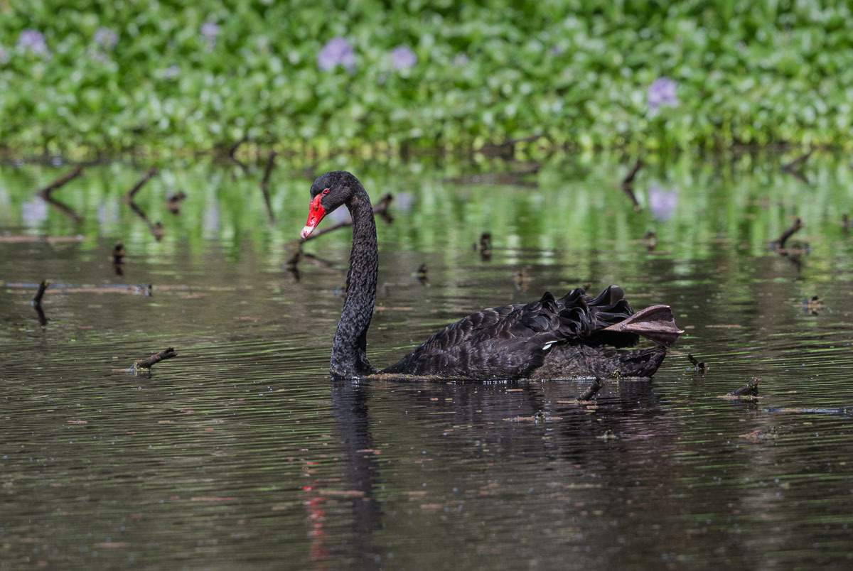 Click image for larger version

Name:	20260321_Eagleby_Wetlands_0026.jpg
Views:	33
Size:	275.0 KB
ID:	520566