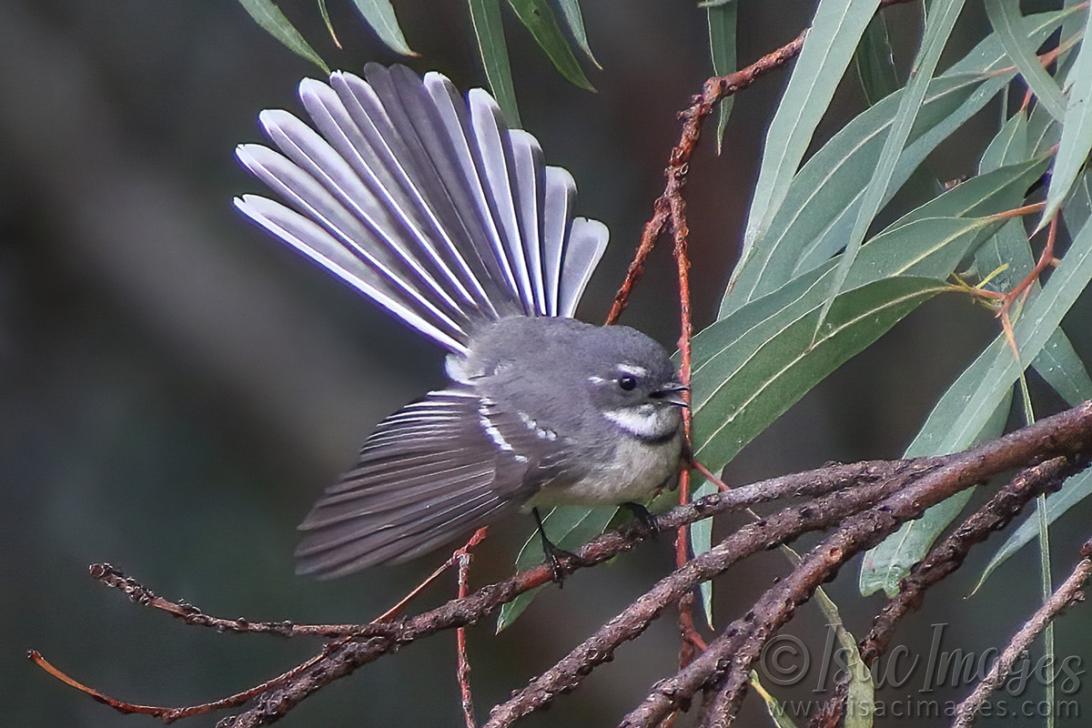 Click image for larger version

Name:	0545-Grey_Fantail.jpg
Views:	28
Size:	109.0 KB
ID:	488101