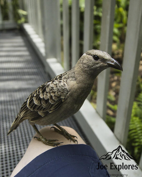 Click image for larger version

Name:	great bower bird S.jpg
Views:	27
Size:	61.1 KB
ID:	520670