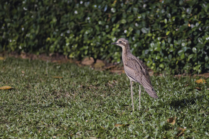 Click image for larger version

Name:	curlew.jpg
Views:	23
Size:	83.7 KB
ID:	520671