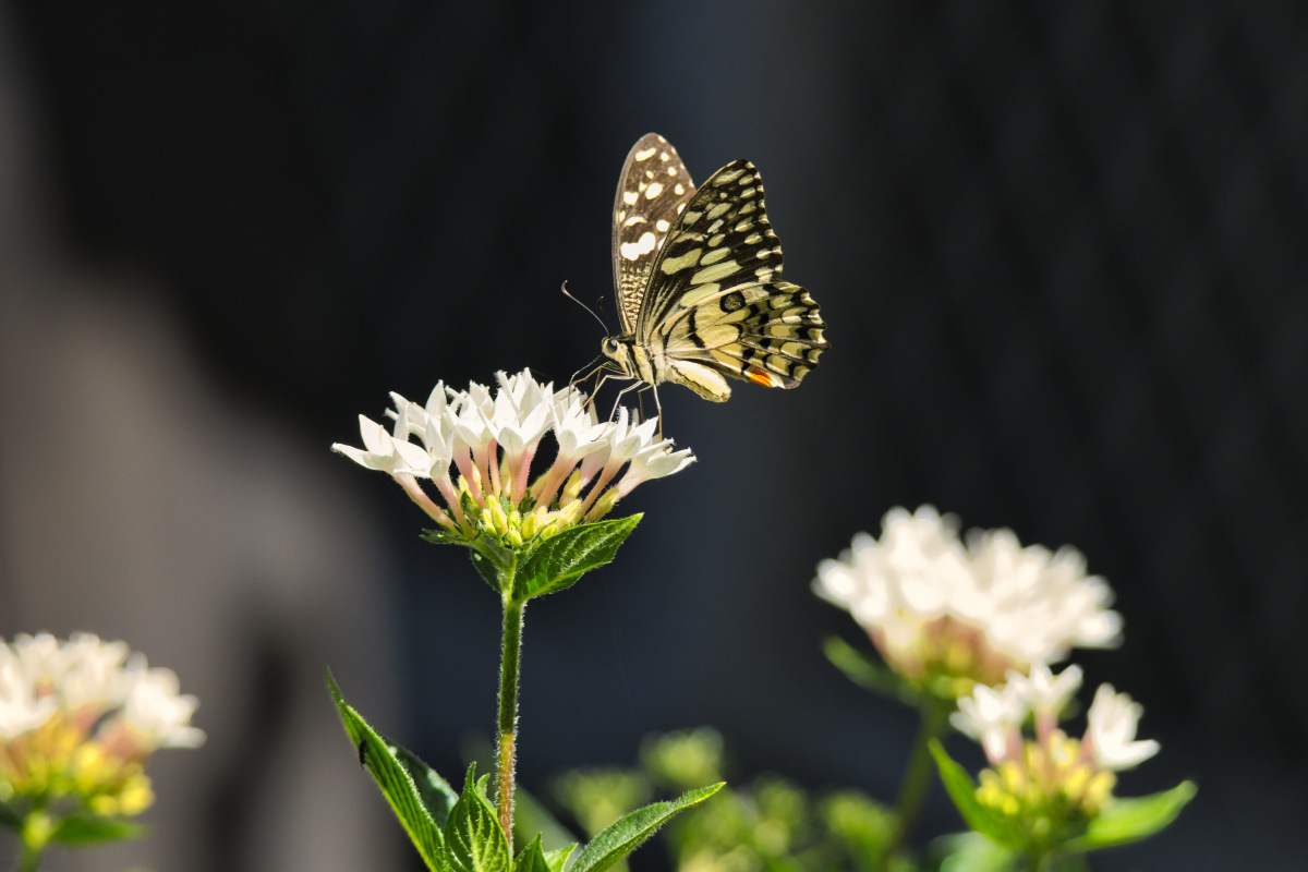 Click image for larger version

Name:	butterfly S.jpg
Views:	24
Size:	183.8 KB
ID:	520749