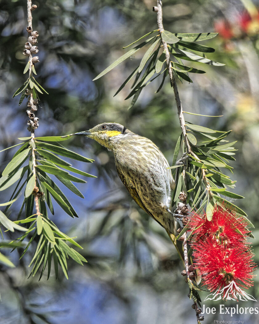 Click image for larger version

Name:	singing honeyeater1 S.jpg
Views:	21
Size:	179.3 KB
ID:	520750