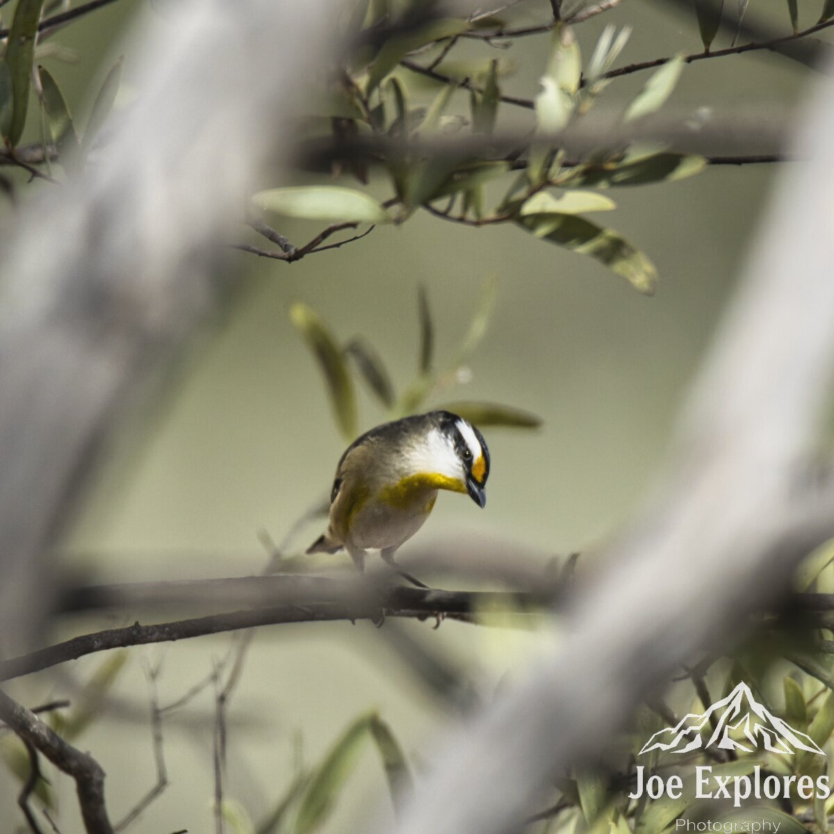 Click image for larger version

Name:	striated pardaloteS.jpg
Views:	6
Size:	138.7 KB
ID:	520907