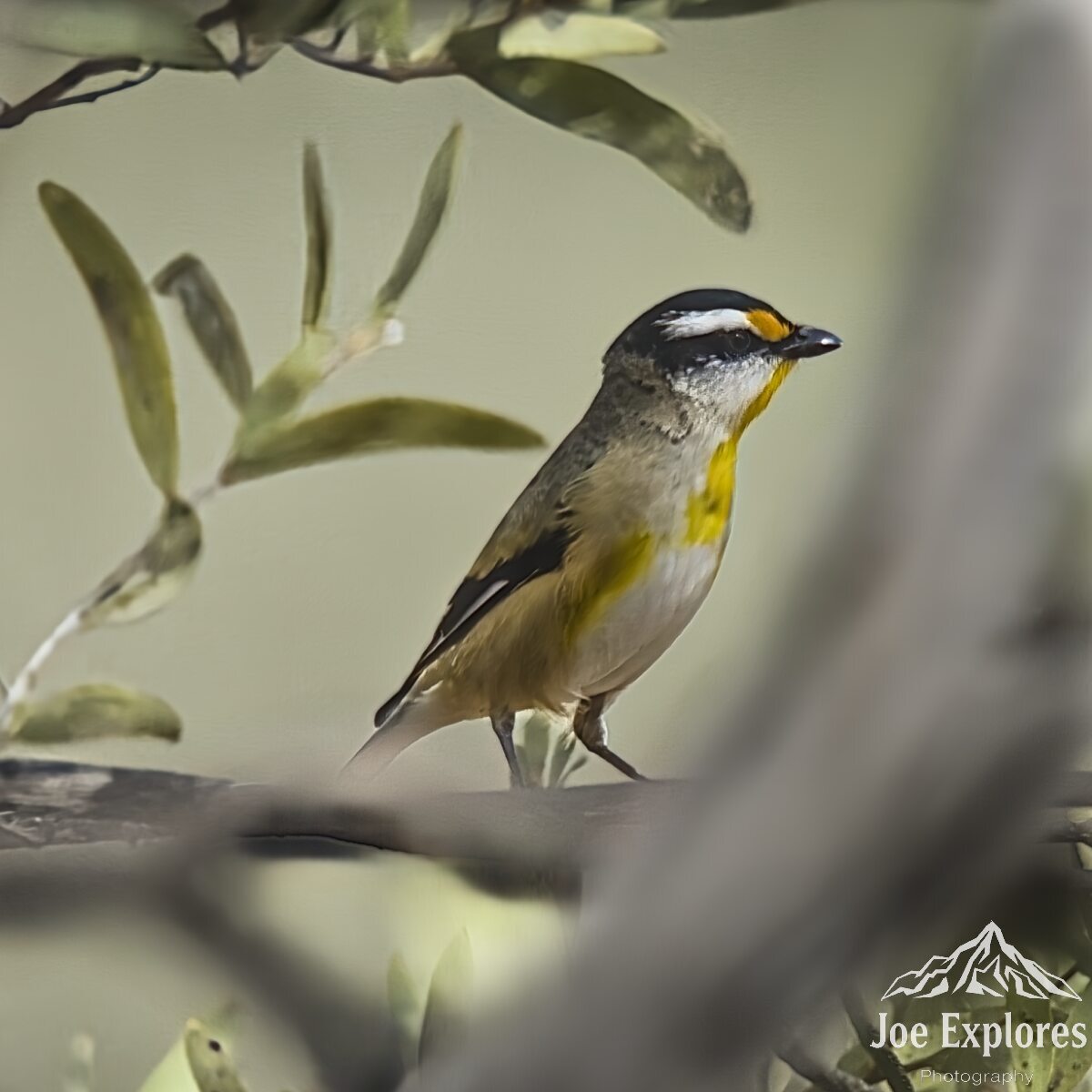Click image for larger version

Name:	striated pardalote3 S.jpg
Views:	5
Size:	106.8 KB
ID:	520908