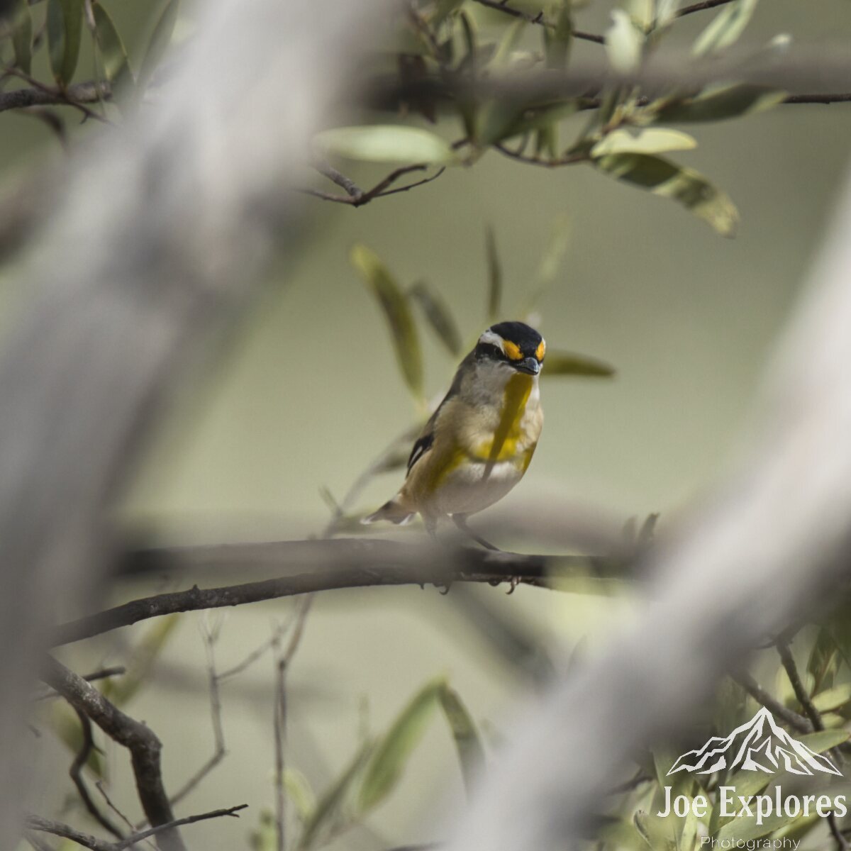 Click image for larger version

Name:	striated pardalote2 S.jpg
Views:	5
Size:	115.9 KB
ID:	520909