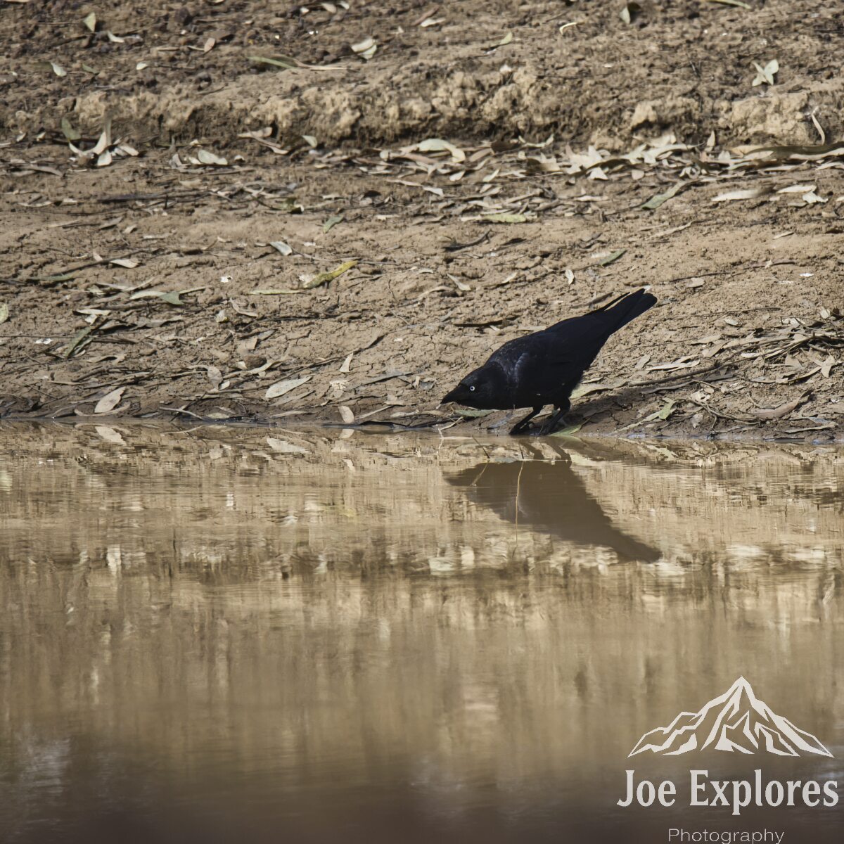Click image for larger version

Name:	crow S.jpg
Views:	5
Size:	322.6 KB
ID:	520910