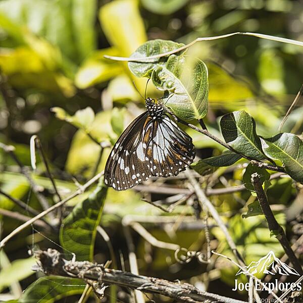 Click image for larger version

Name:	swamp tiger butterfly S.jpg
Views:	15
Size:	221.0 KB
ID:	520921