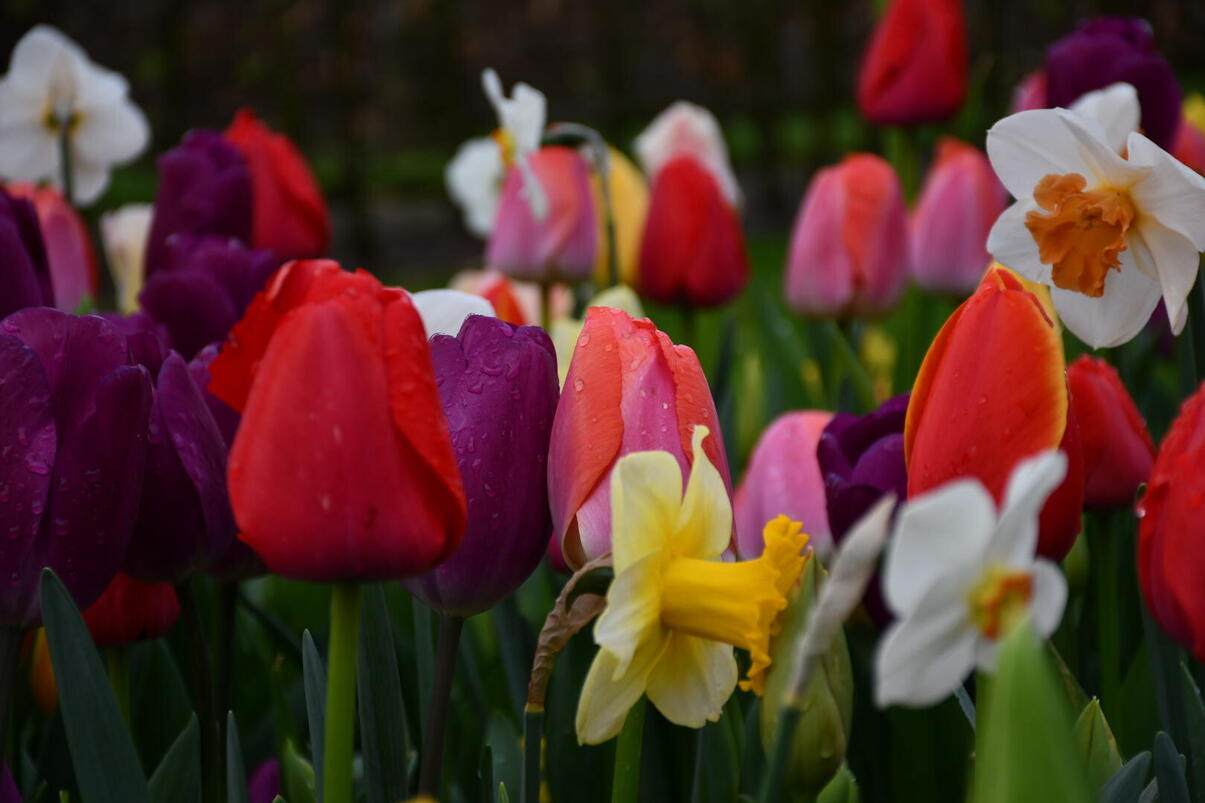 Click image for larger version

Name:	DSC_1912.jpg
Views:	0
Size:	160.5 KB
ID:	521257