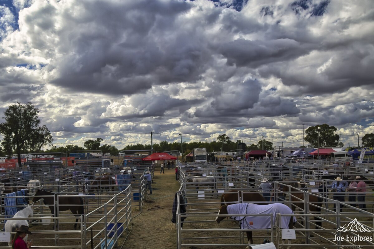 Click image for larger version

Name:	horses S.jpg
Views:	19
Size:	194.8 KB
ID:	521659