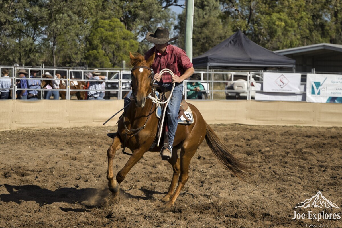 Click image for larger version

Name:	horse1 S.jpg
Views:	16
Size:	267.2 KB
ID:	521662