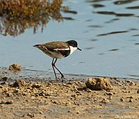 Click image for larger version

Name:	29-04-13 red-kneed dotterel3.jpg
Views:	52
Size:	110.2 KB
ID:	321210