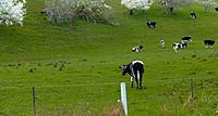 Click image for larger version

Name:	cows4.jpg
Views:	98
Size:	230.8 KB
ID:	322264