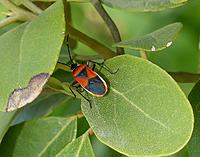 Click image for larger version

Name:	hb30c.jpg
Views:	76
Size:	309.1 KB
ID:	322287