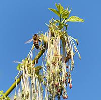 Click image for larger version

Name:	bees9.3.jpg
Views:	69
Size:	285.4 KB
ID:	322302