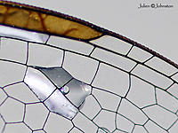 Click image for larger version

Name:	IMGP5771dddd2.jpg
Views:	64
Size:	146.5 KB
ID:	327673