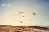 Click image for larger version

Name:	IMG_1484RickettsPointWeb.jpg
Views:	97
Size:	169.5 KB
ID:	331994