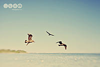Click image for larger version

Name:	IMG_1460RickettsPointWeb.jpg
Views:	95
Size:	152.1 KB
ID:	331995