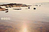 Click image for larger version

Name:	IMG_1396SwansRickettsPointWeb.jpg
Views:	103
Size:	221.9 KB
ID:	331997