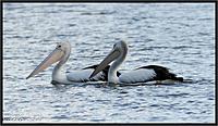 Click image for larger version

Name:	DSC_3262.jpg
Views:	80
Size:	96.9 KB
ID:	335198