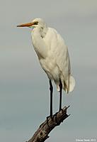 Click image for larger version

Name:	25-04-13 great egret.jpg
Views:	69
Size:	34.1 KB
ID:	337556
