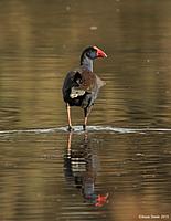 Click image for larger version

Name:	30-04-13 swamp hen.jpg
Views:	66
Size:	71.4 KB
ID:	337632