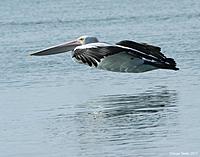 Click image for larger version

Name:	26-05-13 peli1.jpg
Views:	84
Size:	82.8 KB
ID:	339309