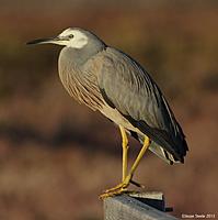 Click image for larger version

Name:	02-06-13 white-faced heron1.jpg
Views:	81
Size:	66.4 KB
ID:	339404