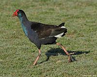 Click image for larger version

Name:	16-06-13 swamphen2.jpg
Views:	101
Size:	117.3 KB
ID:	339520