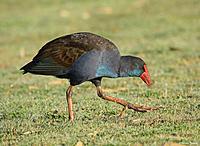 Click image for larger version

Name:	30-06-13 swamphen2.jpg
Views:	87
Size:	113.1 KB
ID:	339683