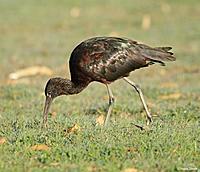Click image for larger version

Name:	30-06-13 glossy ibis1.jpg
Views:	81
Size:	108.6 KB
ID:	339684