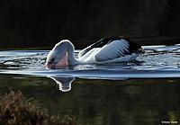Click image for larger version

Name:	31-07 peli2.jpg
Views:	93
Size:	63.1 KB
ID:	340057
