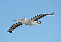 Click image for larger version

Name:	09-08 peli.jpg
Views:	85
Size:	29.7 KB
ID:	340168