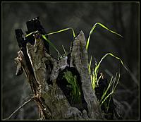 Click image for larger version

Name:	14-08 grass in tree.jpg
Views:	100
Size:	95.2 KB
ID:	340219